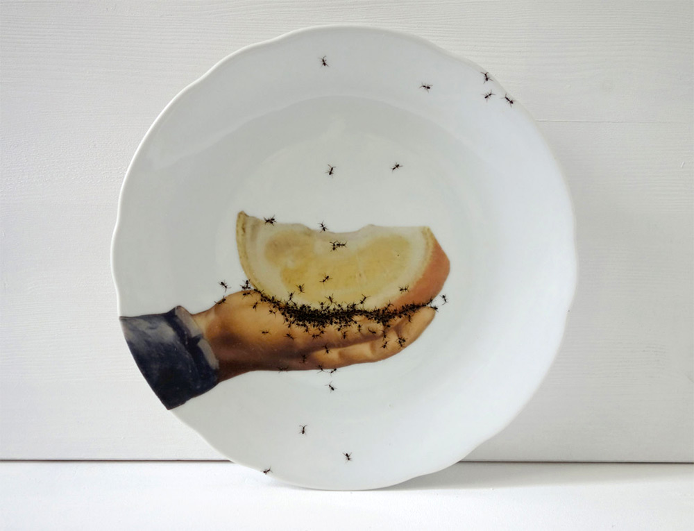 porcelain-ants-02-evelyn-bracklow-07