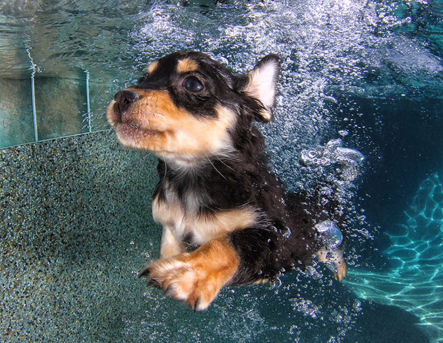 underwater-puppies-seth-casteel06