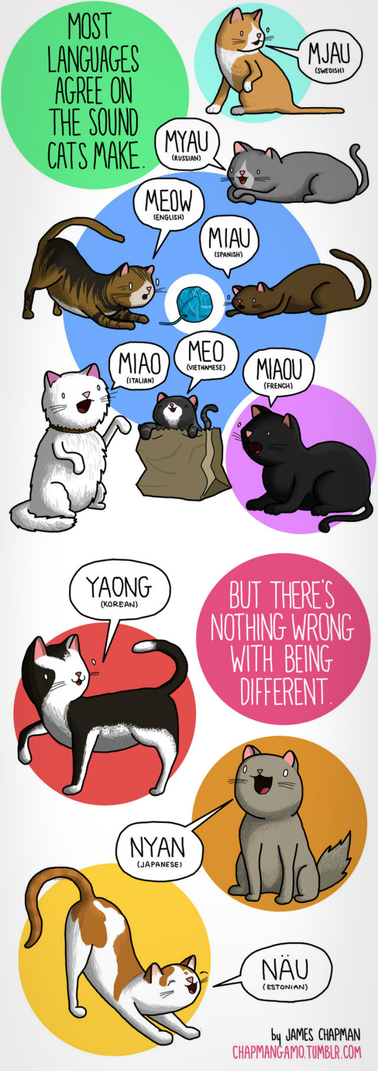 different-languages-expressions-illustrations-james-chapman-cats