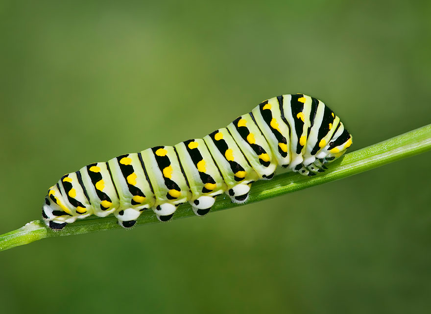 caterpillars-butterflies-07