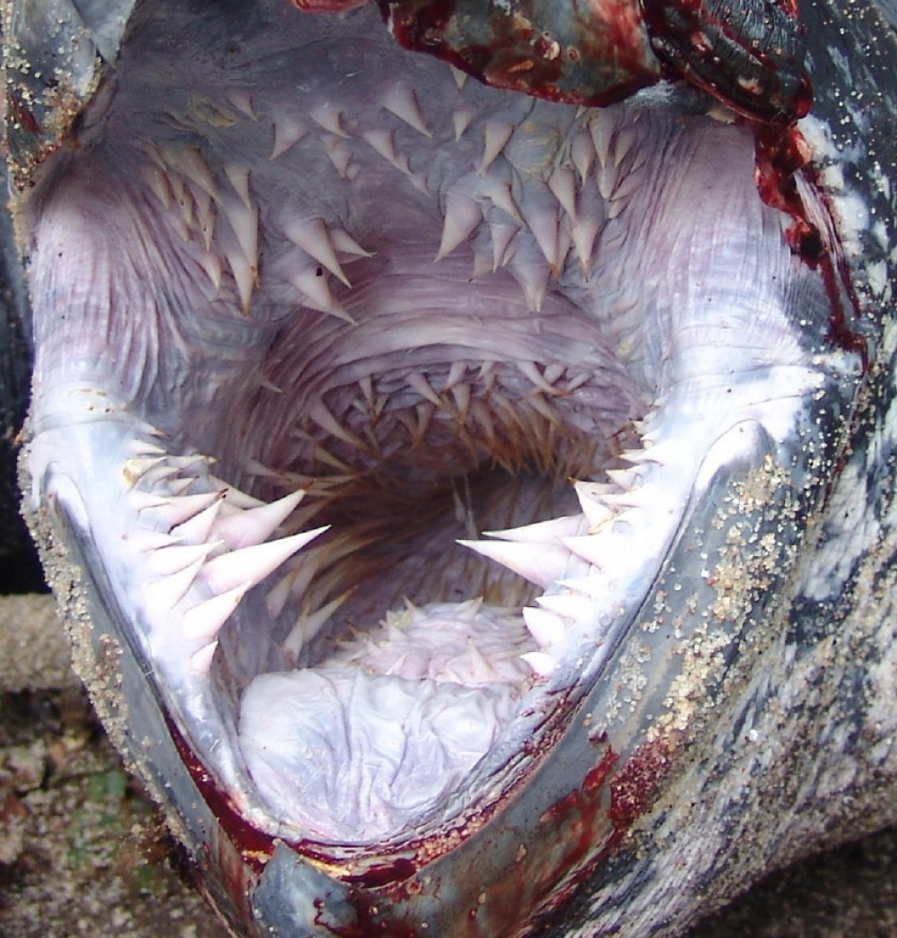 leatherback-turtle-mouth-04