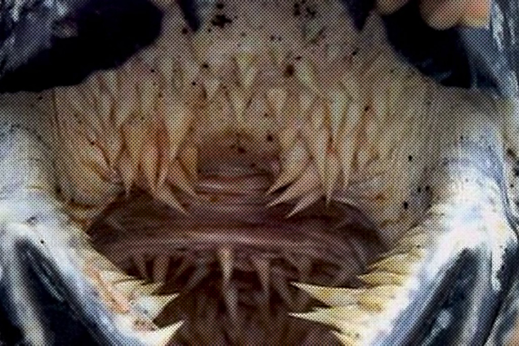 The Terrifying And Specialized Mouth Of The Leatherback Turtle 