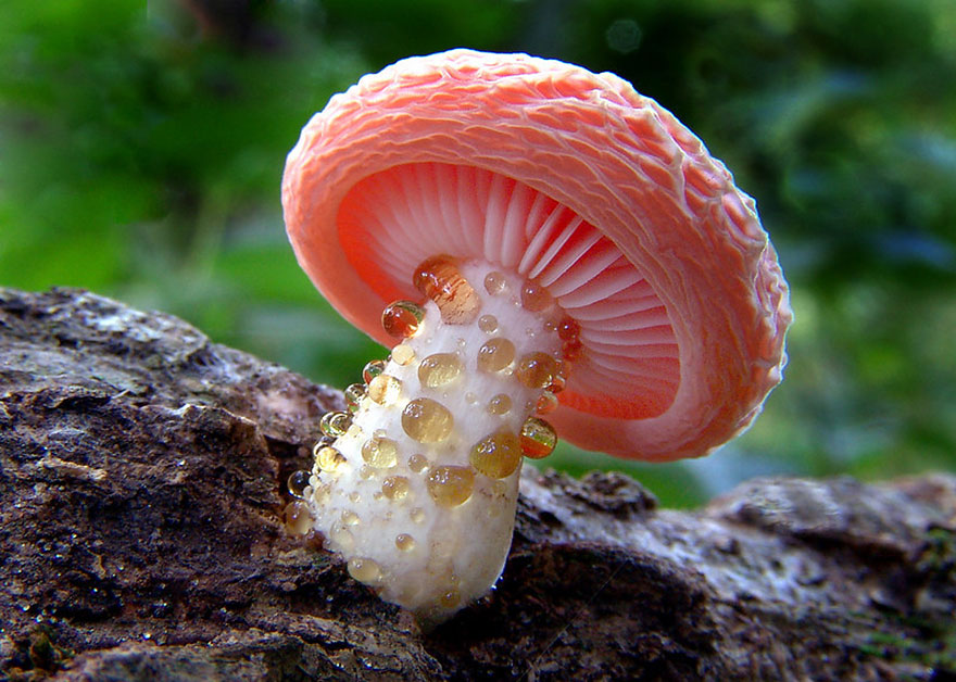 mushrooms-04