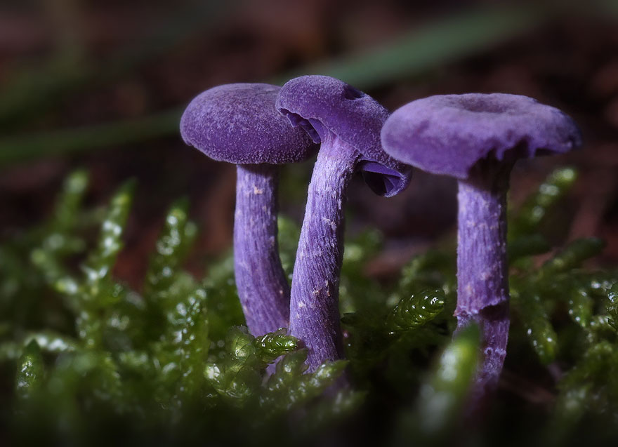 mushrooms-06