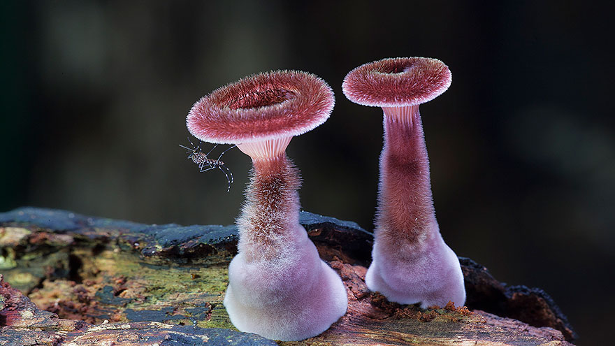 mushrooms-09