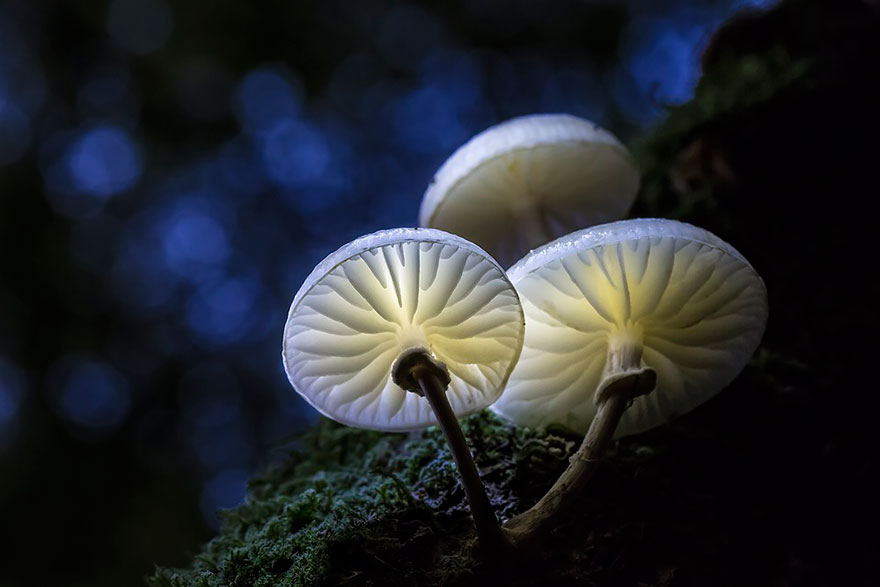 mushrooms-10