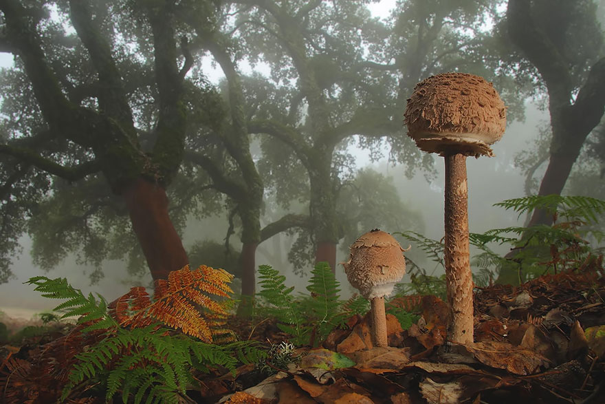 mushrooms-11
