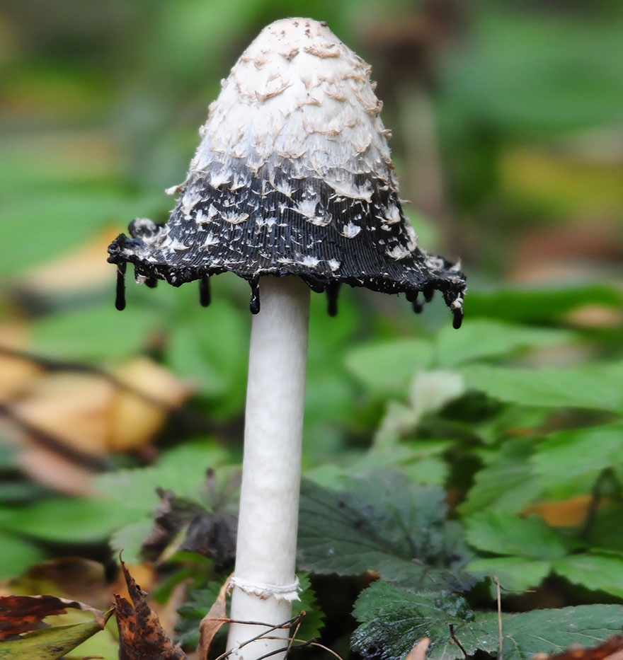 mushrooms-17