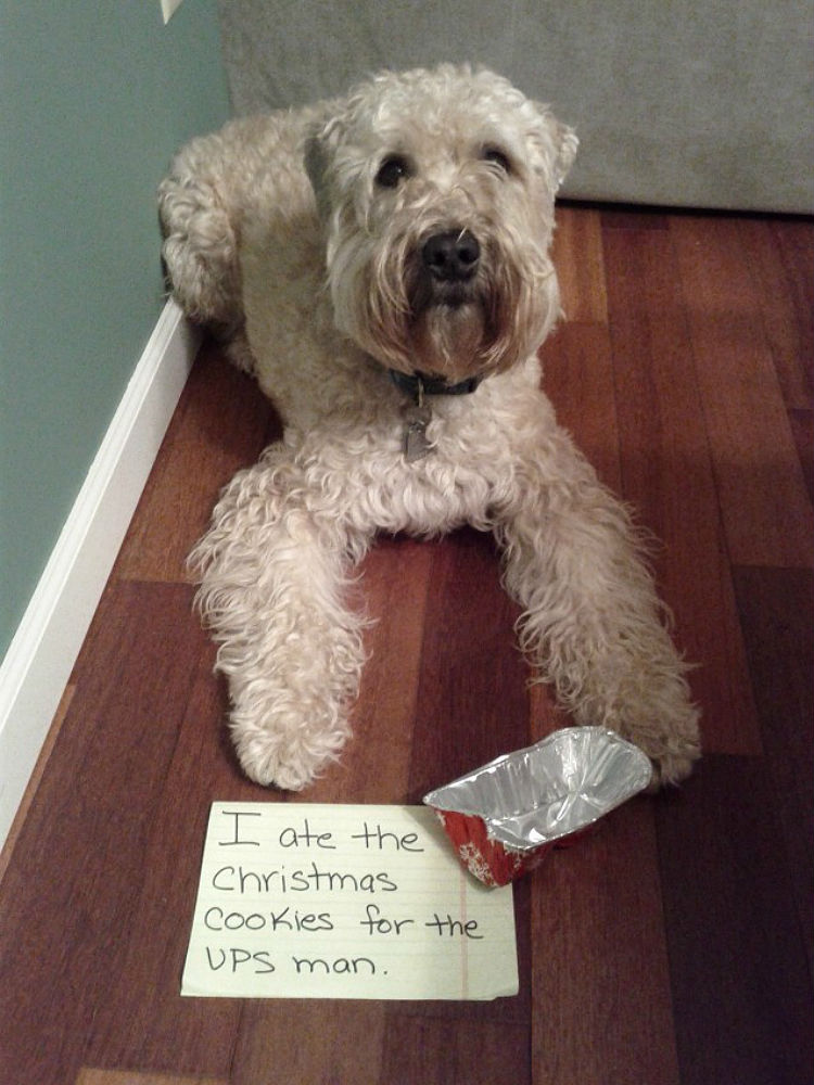 dog_shaming_christmas_03