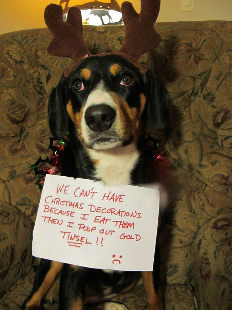 dog_shaming_christmas_07