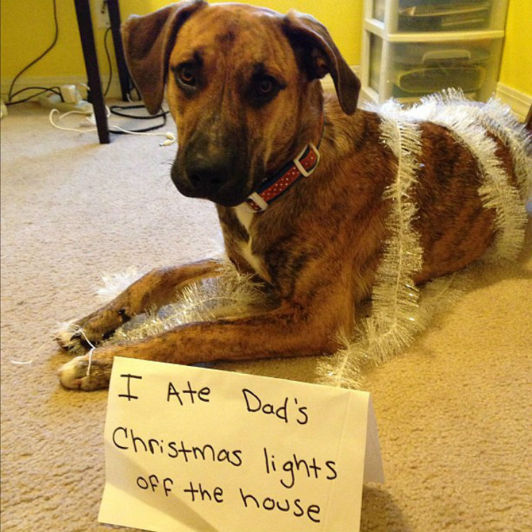 dog_shaming_christmas_13