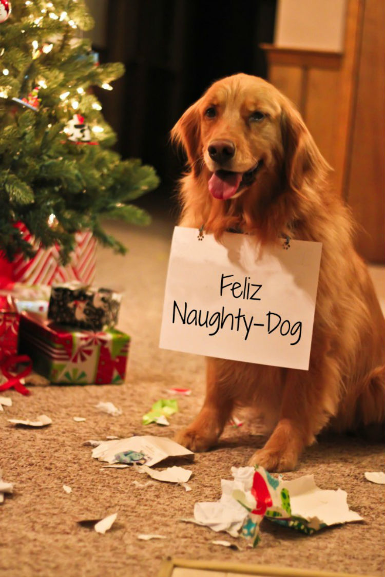 dog_shaming_christmas_18