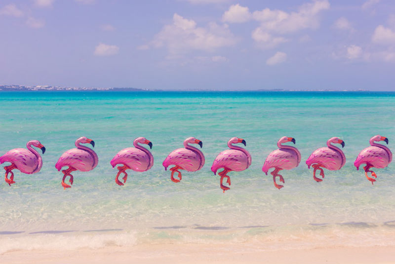 gray_malin_bermuda_flamingos