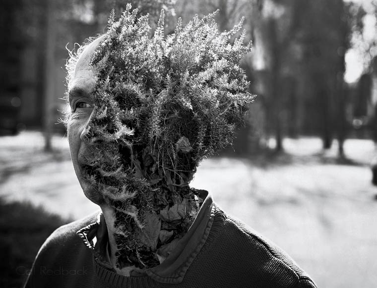 cal-redback-surreal-photography-treebeard-1