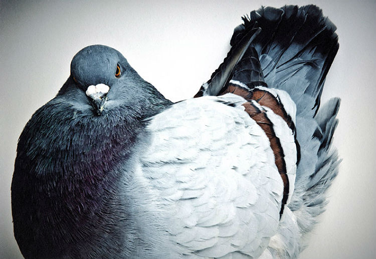 richard_bailey_darwins_pigeons_01