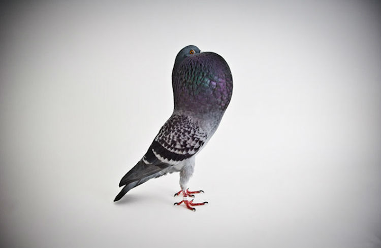 richard_bailey_darwins_pigeons_05