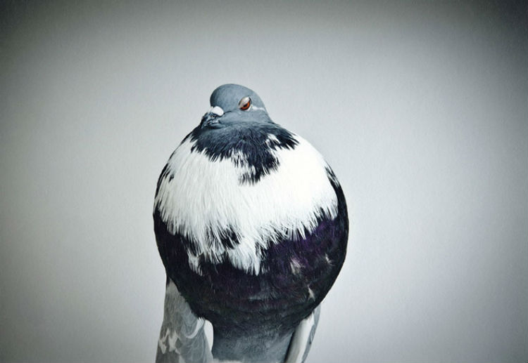 richard_bailey_darwins_pigeons_06
