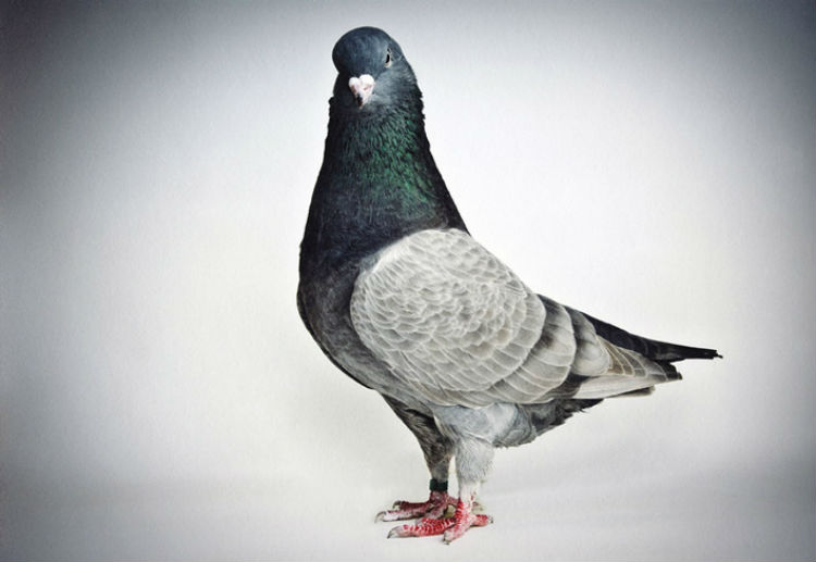 richard_bailey_darwins_pigeons_08