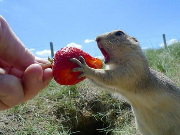 animals-eating-berries-11