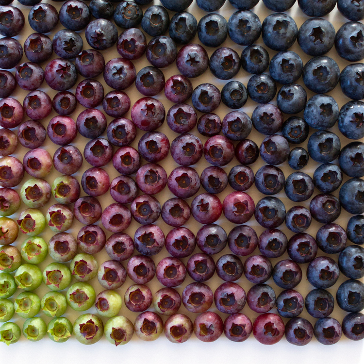 brittany_wright_food_gradients_08