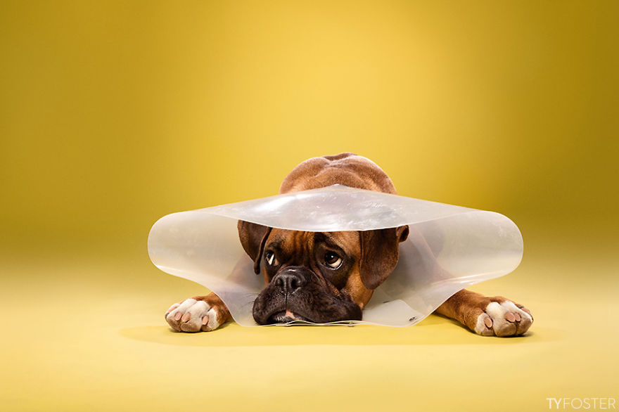 dog-cones-ty-foster-01