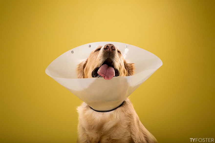 dog-cones-ty-foster-05
