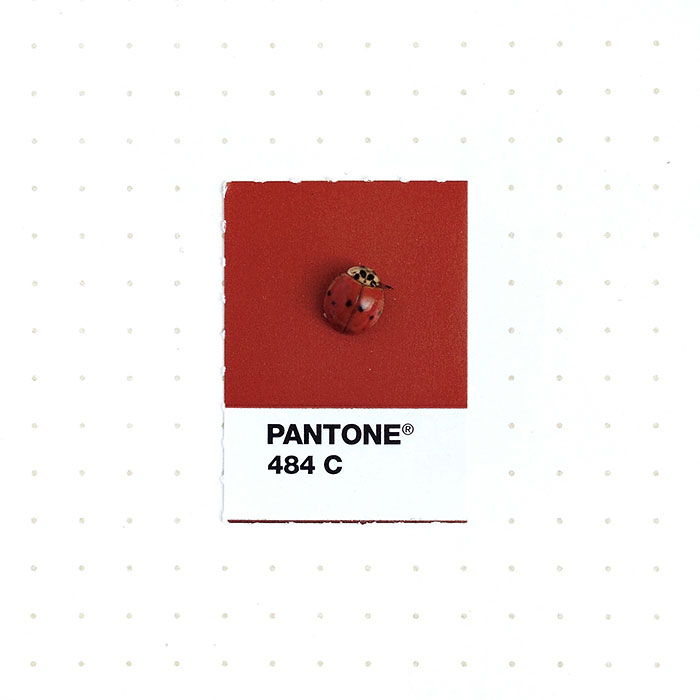 pantone-inka-mathew-04