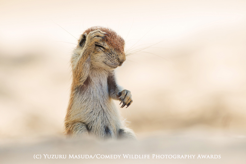 HIGHLY COMMENDED Comedy Wildlife Photography Awards