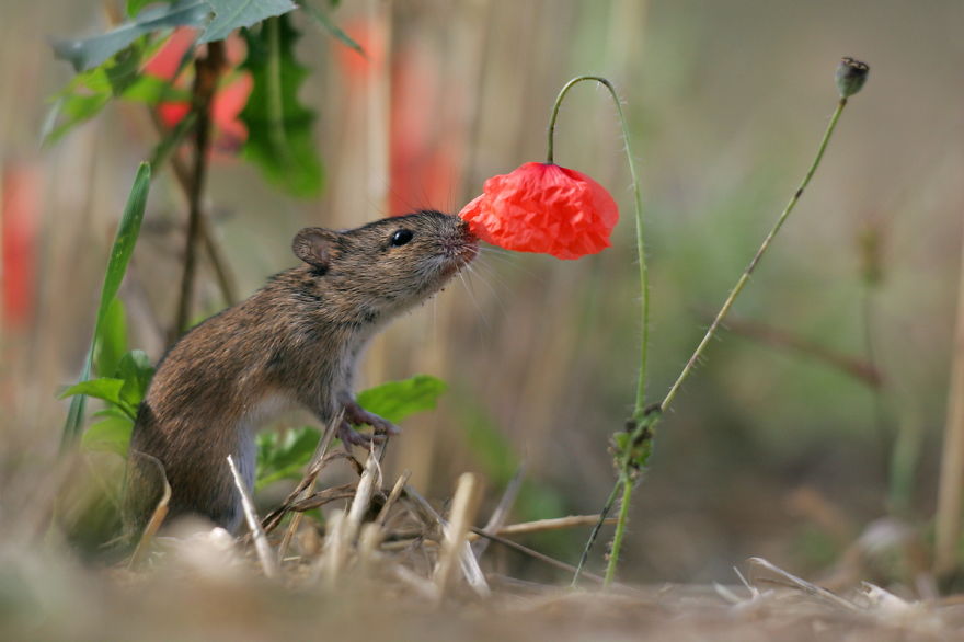 animals-smelling-flowers-12