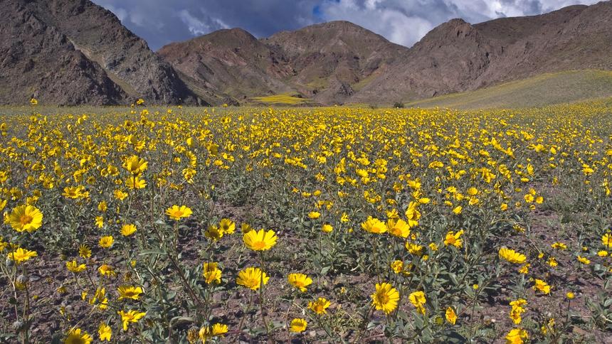 The mountains of Death Valley National Park covered in yellow wildflowers.