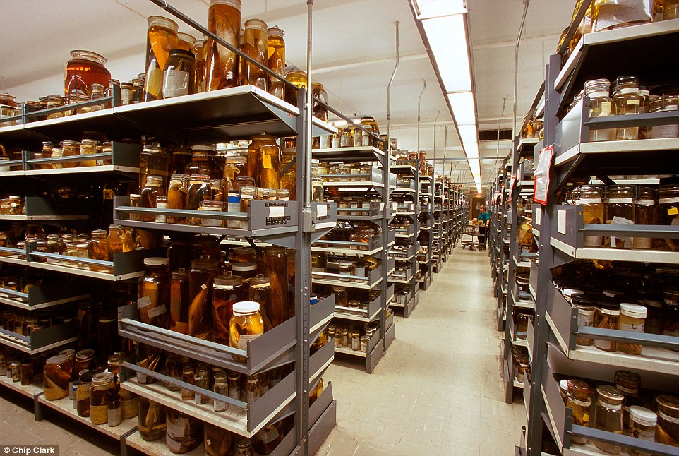 natural-history-museum-smithsonian-backroom-08